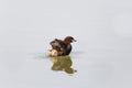 Little grebe Tachybaptus ruficollis swimming, pluming and spla