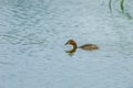 Little Grebe (Tachybaptus ruficollis)