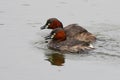 Little Grebe Tachybaptus ruficollis Two Birds in the water Royalty Free Stock Photo
