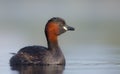 Little Grebe - Tachybaptus ruficollis