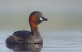 Little Grebe - Tachybaptus ruficollis