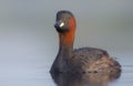 Little Grebe - Tachybaptus ruficollis