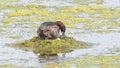 Little Grebe tending her eggs in her floating nest Royalty Free Stock Photo