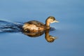 Little Grebe on the Water