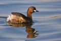 Little Grebe on water