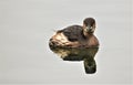 Little Grebe in winter plumage, at OldMoor, Barnsley. Royalty Free Stock Photo