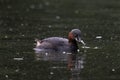 Little Grebes catching fish in a pond