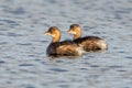 Little grebes - tachybaptus ruficollis. Royalty Free Stock Photo