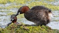 Little Grebes tending their nest Royalty Free Stock Photo