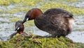 Little Grebes tending their nest