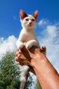 Little Greek cat Royalty Free Stock Photo