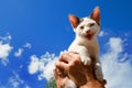 Little Greek cat Royalty Free Stock Photo