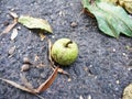 Little green apple fruit on the ground macro photo Royalty Free Stock Photo