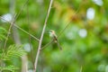 Little Green Bee-eater bird perching on branch in tropical rainforest Royalty Free Stock Photo