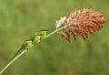 Little green bee Eater family