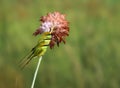 Little green bee Eater family