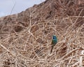 Little green bee-eater, Merops orientalis cyanophrys on the tree