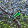 Little Green Bee-eater