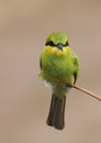 Little green bee Eater Royalty Free Stock Photo