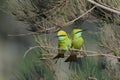 Little Green Bee-eaters couple courtship in the garden at Goa b Royalty Free Stock Photo