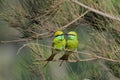 Little Green Bee-eaters couple courtship at Goa beach, India Royalty Free Stock Photo
