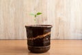 Little Green bell pepper plant in ceramic pot Royalty Free Stock Photo