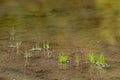 Little green blades of grass mirroring in flat water Royalty Free Stock Photo
