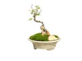 Little green bonsai tree isolated on white background. Bonsai is Japanese art form using trees grown in containers Royalty Free Stock Photo