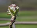 Little green bud of a plant