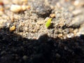 Little green bug sitting on the ground. Macro photography Royalty Free Stock Photo