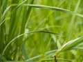 Little Green Caelifera Sitting On The Top Of Long Grass In Wild Grassland