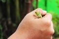 Little green chameleon looking sideways held in hand
