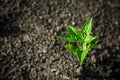 Little green chillies plant in dry ground Royalty Free Stock Photo