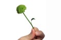 Little green chrysanthemum in a male hand on a white background, isolate. Close-up. Copy space