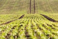 Little green corn on spring field Royalty Free Stock Photo