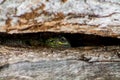 Little green dotted lizard reptile lying on a tree trunk