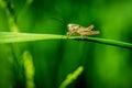 Little Ensifera on grass