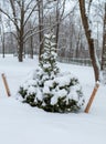 Little green fluffy herringbone in the snow