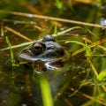 a little frog reflected in pond Royalty Free Stock Photo