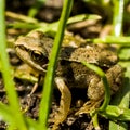 Little green frog in the meadow