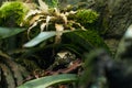 Little green frog on a mossy floor. Popeyed frog lurking among the greenery.