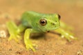 Little green frog with red eyes Royalty Free Stock Photo