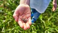 Little green frog sitting on a child hand. Young frog on a palm. Fauna photo amphibian photo. Environmental Protection