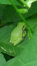 Little green frog sitting on a green leaf Royalty Free Stock Photo