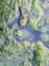 Little green frog in water with seaweed