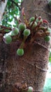 Little green fruit on the tree in India Royalty Free Stock Photo