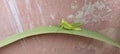 Little green grashopper on a long leaf Royalty Free Stock Photo