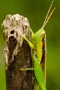 Little green grasshoper hanging peacefully Royalty Free Stock Photo