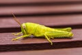 Little green Grasshopper sits on bars Royalty Free Stock Photo