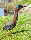 Little Green Heron